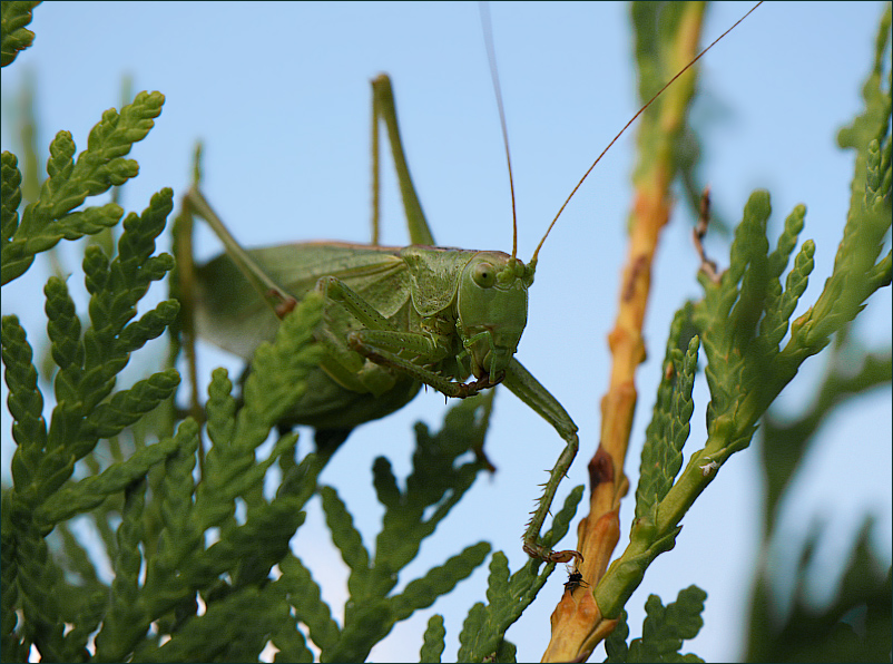 photo "I am silent!" tags: nature, insect