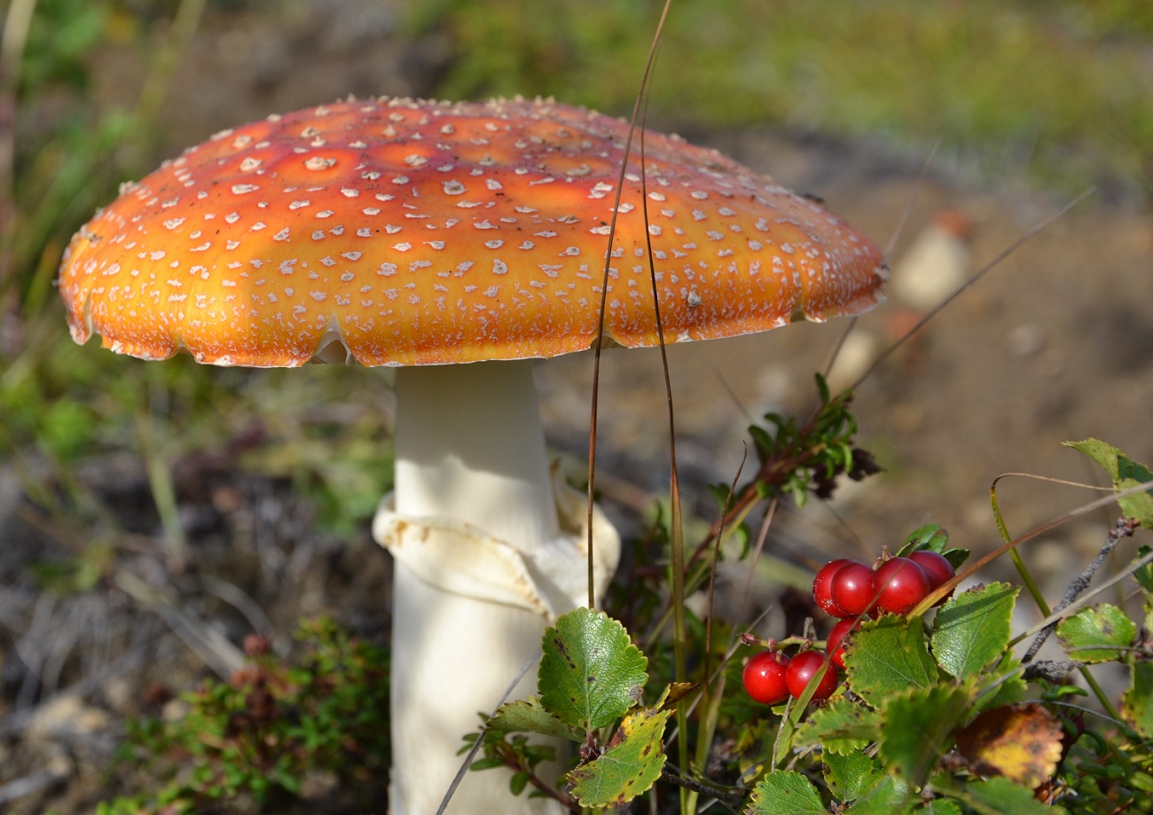 фото "Красота ядовитая..." метки: природа, макро и крупный план, брусника, грибы, мухомор, ягода
