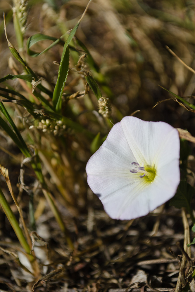 photo "***" tags: nature, macro and close-up, 