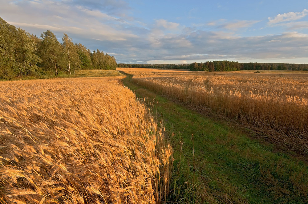 photo "***" tags: landscape, evening, field, road, summer, пшеница