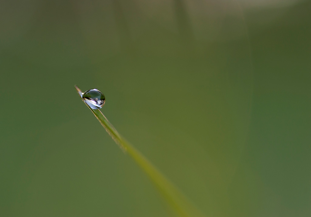 photo "Simplicity" tags: macro and close-up, fragment, 