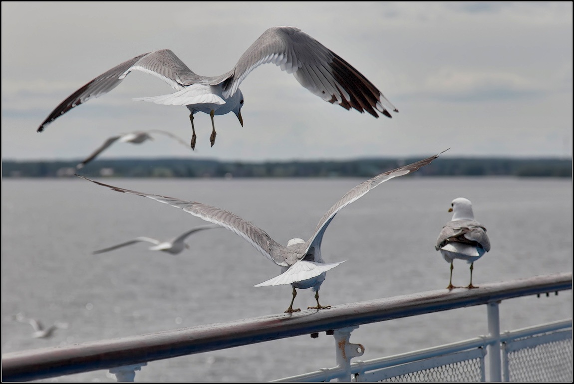 photo "Landing come!)))" tags: nature, 