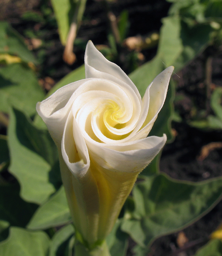 photo "spiral" tags: nature, flowers