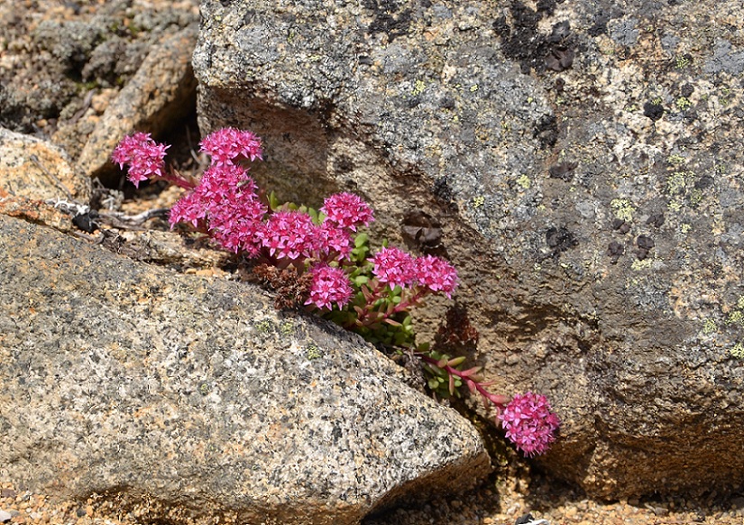 фото "Раскалывая гранит" метки: макро и крупный план, природа, тундра, цветы