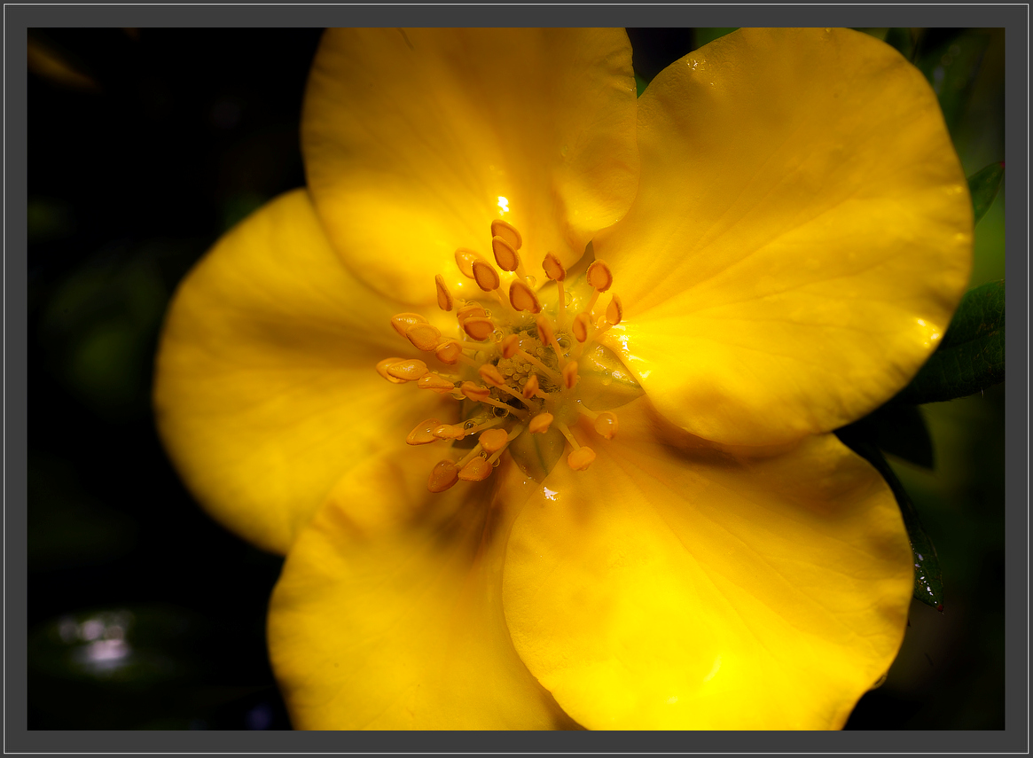 photo "***" tags: nature, macro and close-up, flowers