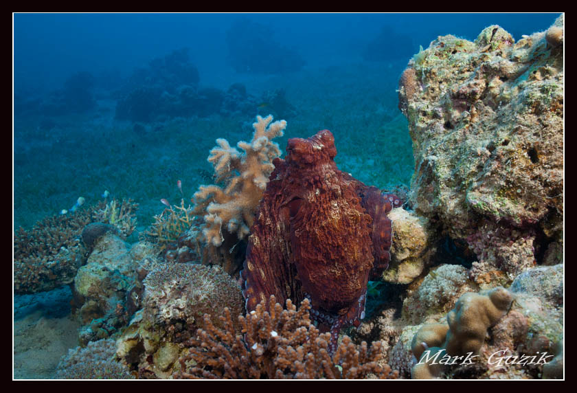 photo "Big boss" tags: underwater, 