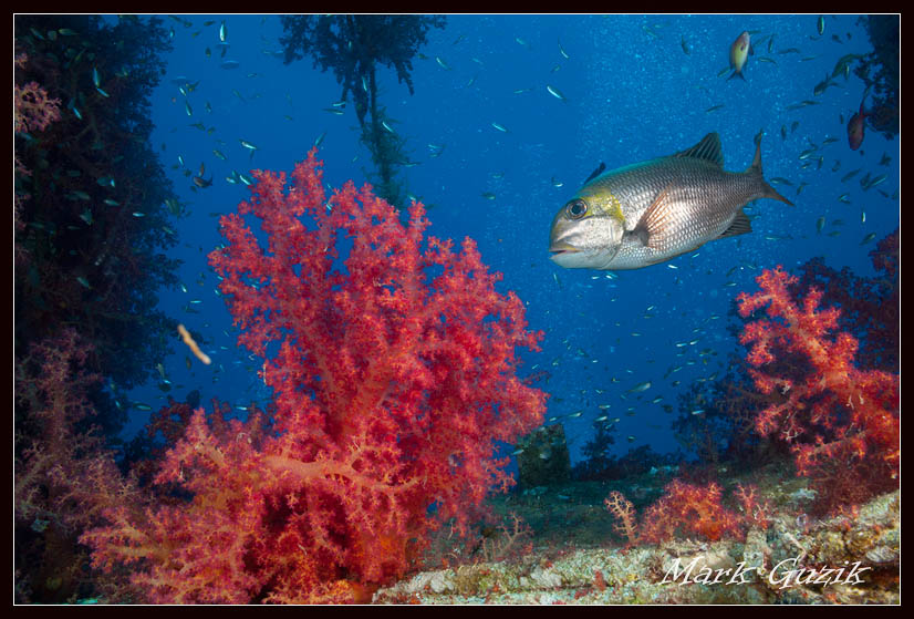 photo "***" tags: underwater, 