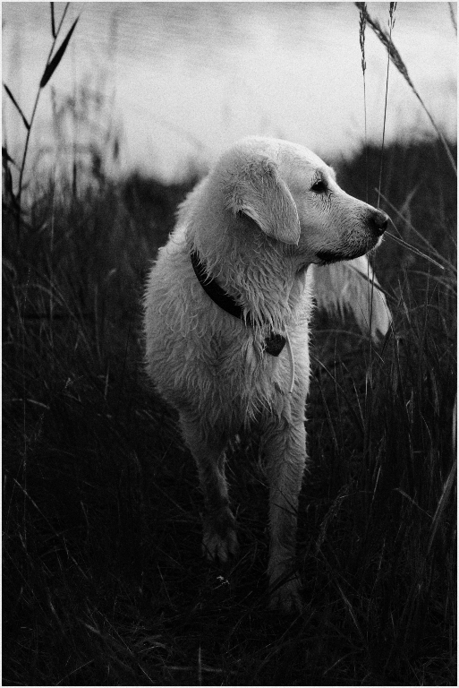 photo "***" tags: nature, black&white, 
