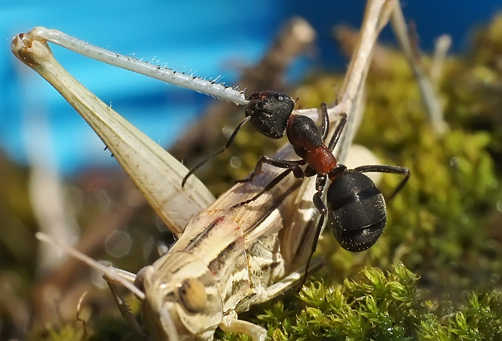 фото "Не классическая борьба" метки: макро и крупный план, природа, жанр, жертва, лето, муравей, насекомое