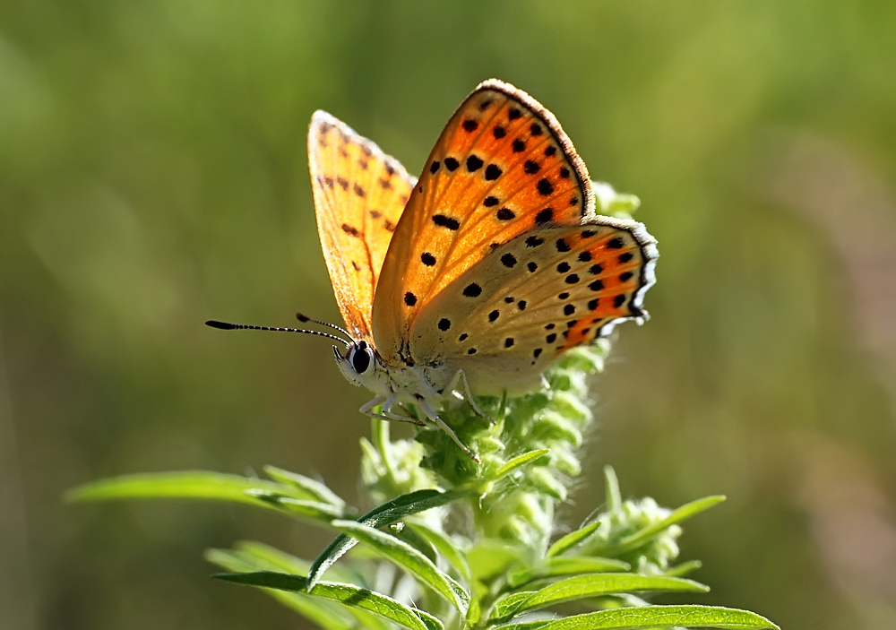 photo "бабочка" tags: macro and close-up, nature, butterfly, insect, summer