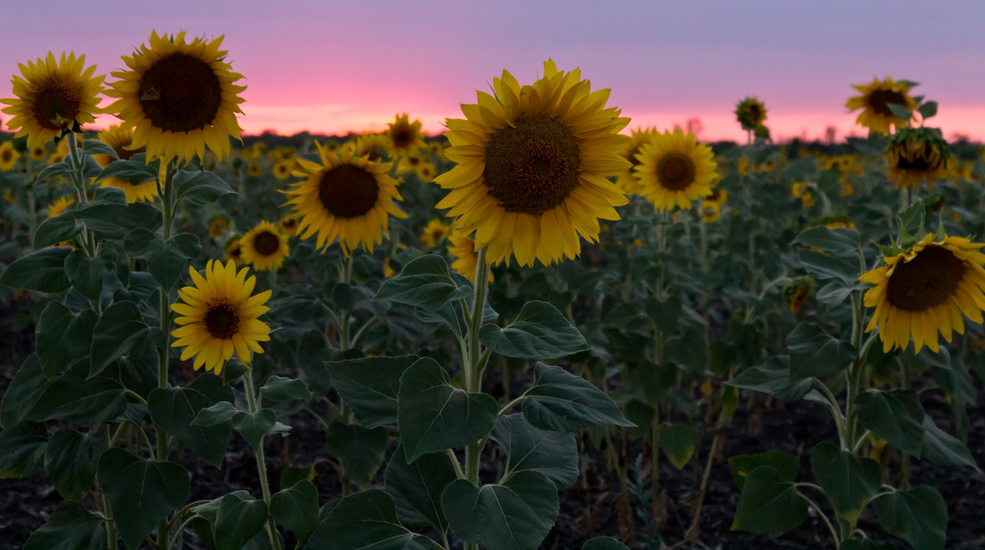 photo "***" tags: landscape, nature, evening, field, night, summer, sun, sunflowers, sunset