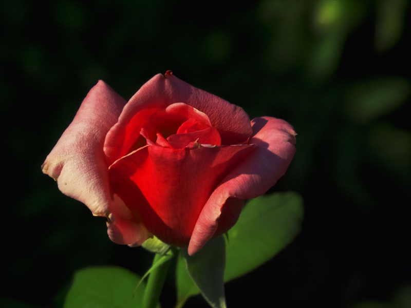 photo "***" tags: nature, flowers