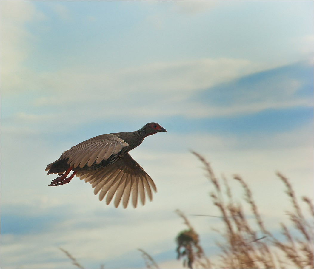 photo "Take-off" tags: nature, Africa