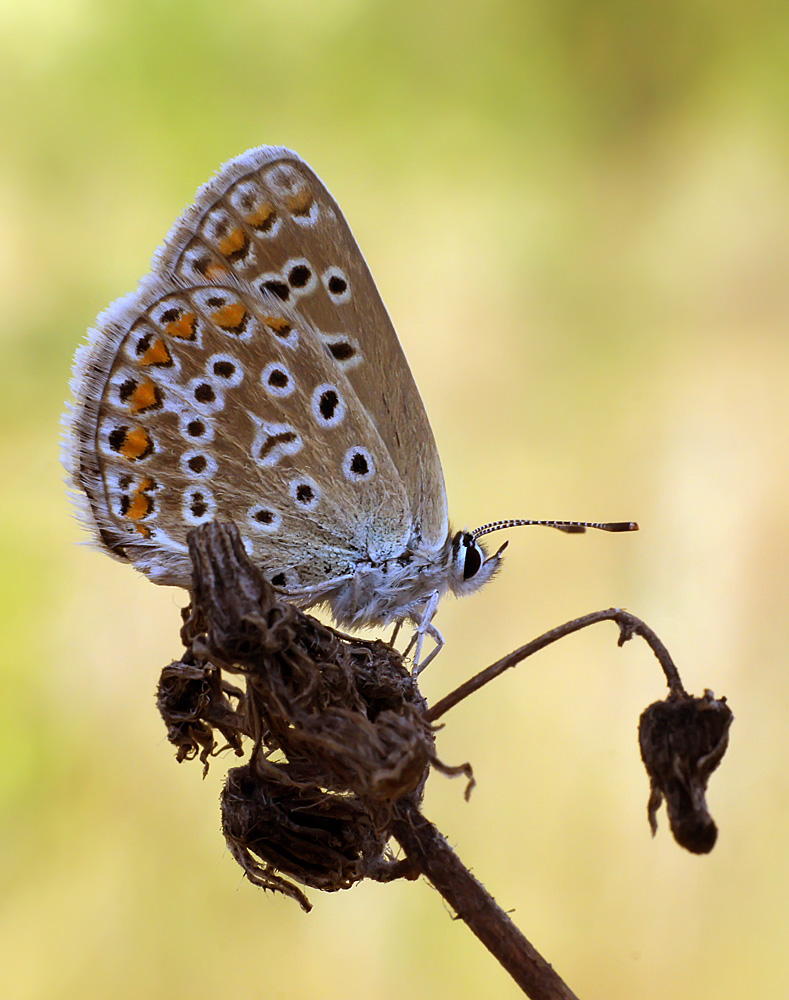 фото "Фонарщик" метки: макро и крупный план, природа, бабочка, лето, насекомое