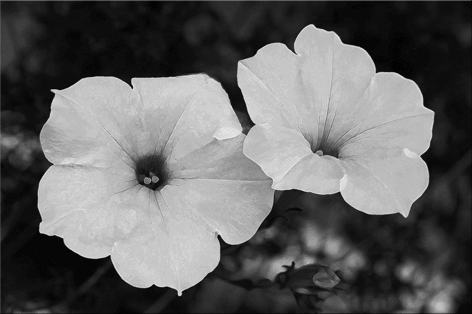 photo "***" tags: nature, black&white, 