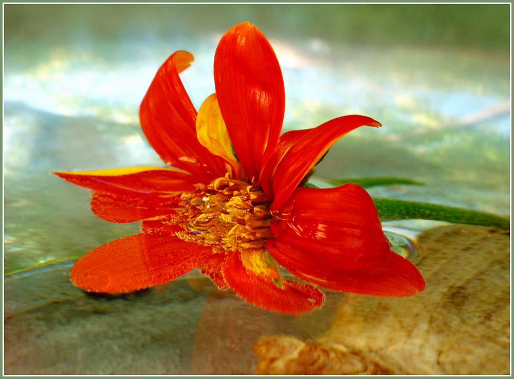 photo "The flight over the Crimea" tags: nature, macro and close-up, Crimea, flowers, mountains, август