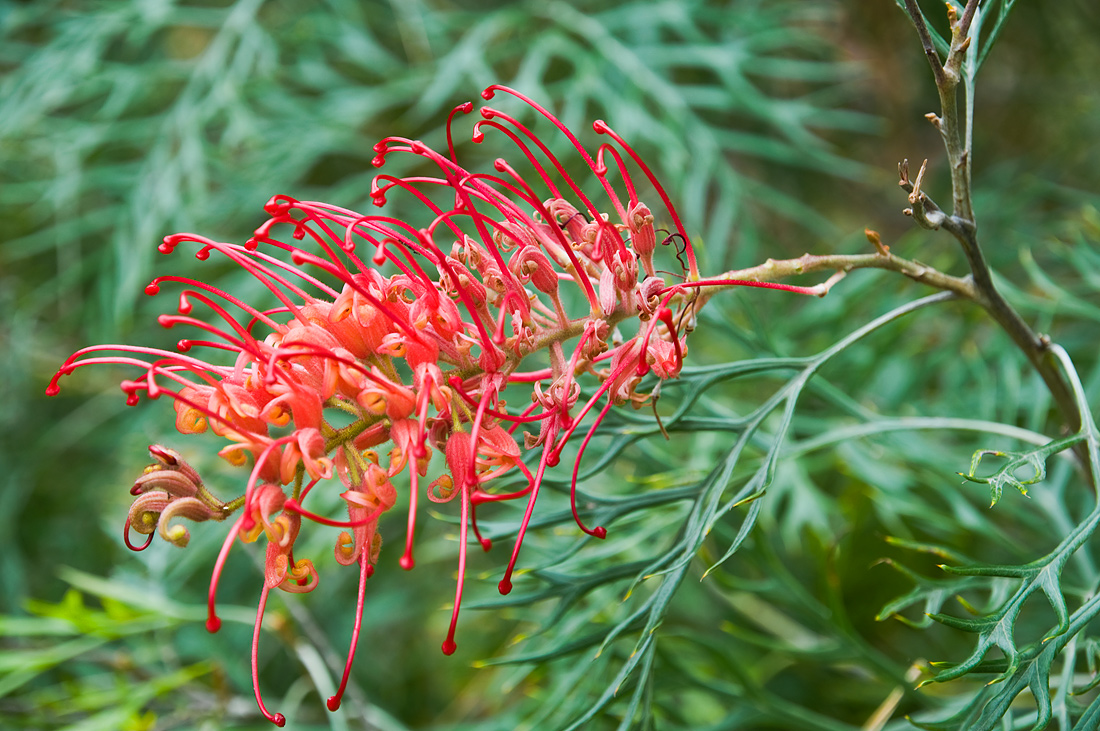 фото "Red grivellia" метки: природа, макро и крупный план, цветы