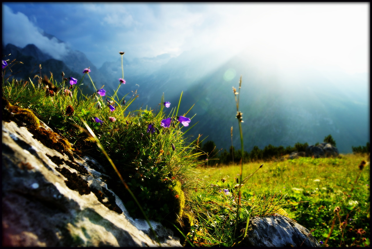 фото "Жизнь прекрасна..." метки: пейзаж, путешествия, природа, Бавария, горы, лето, цветы