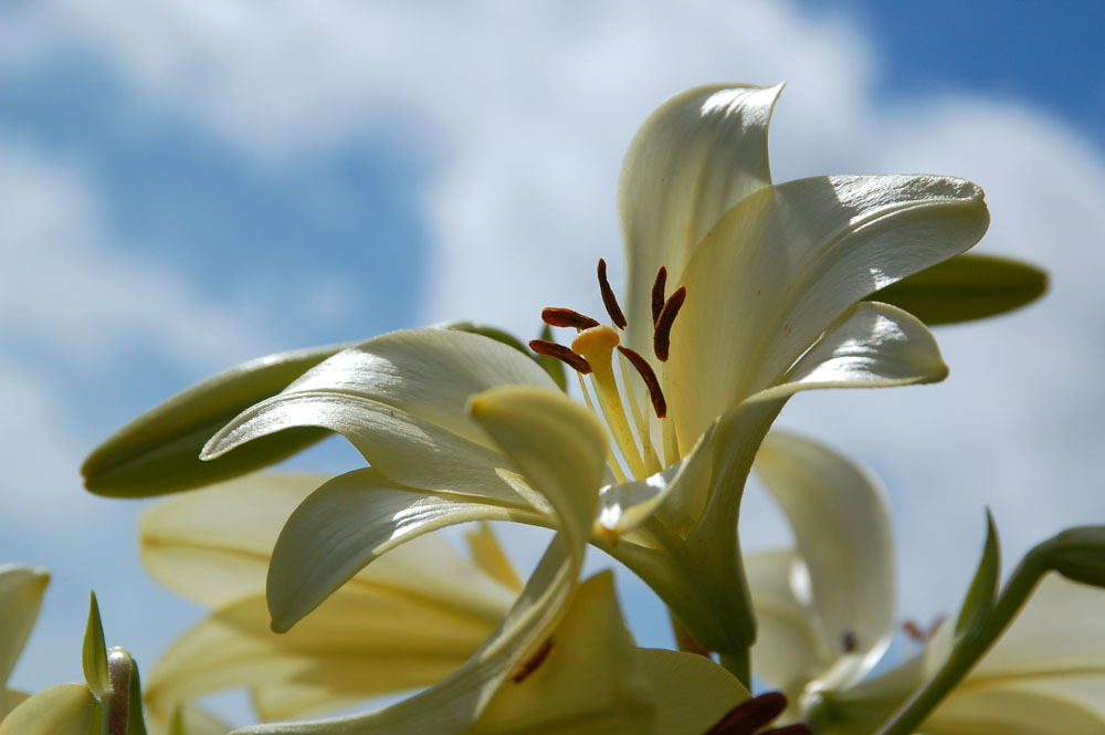 photo "***" tags: nature, flowers