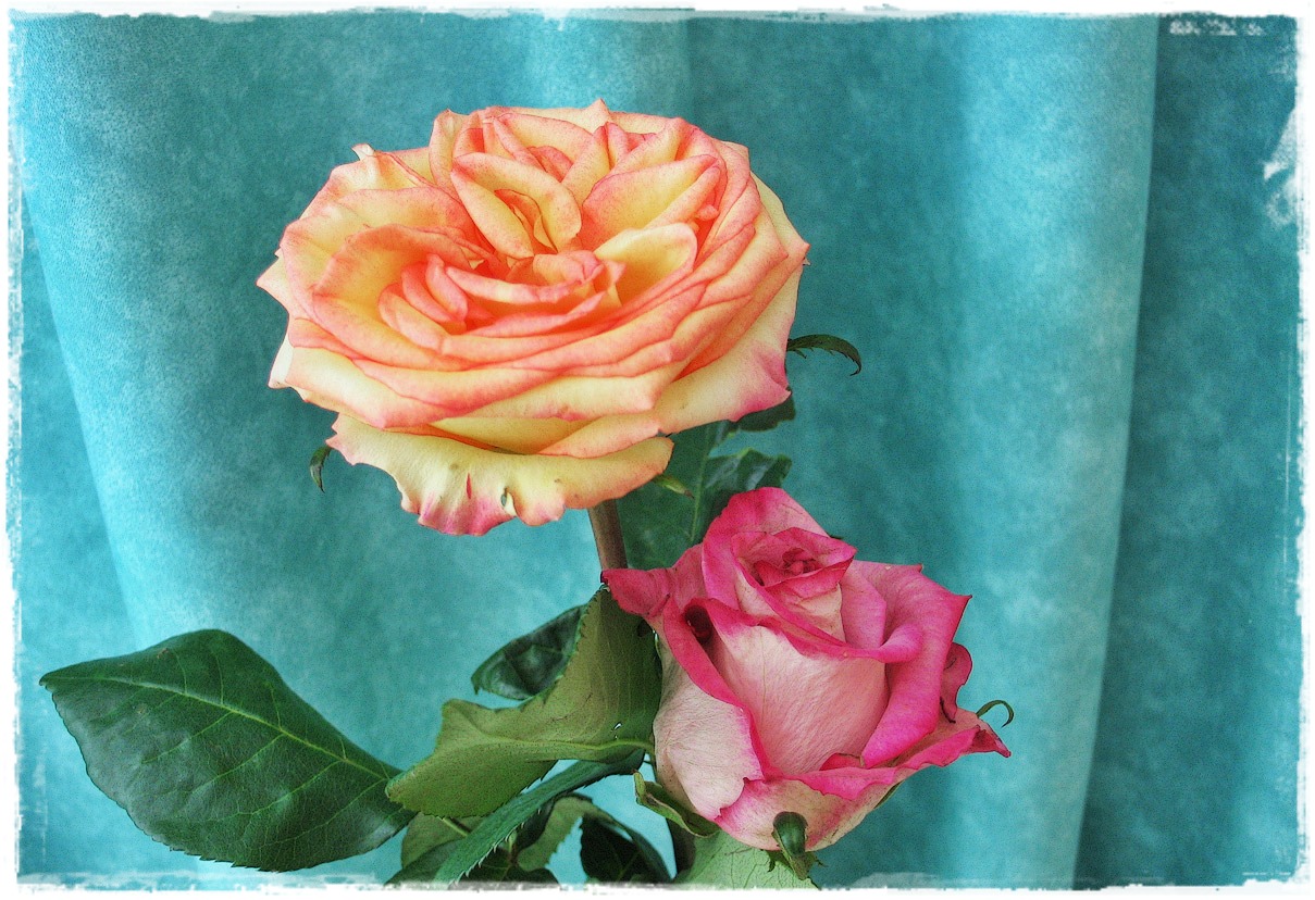 photo "two roses" tags: nature, still life, 