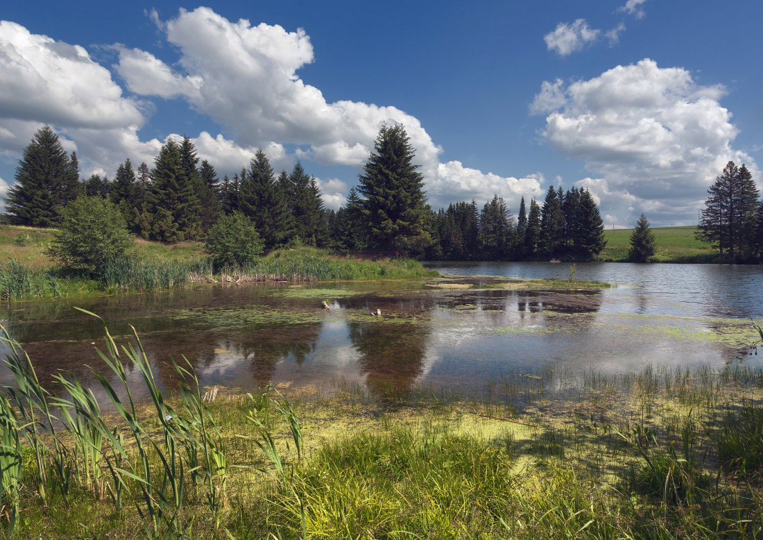 photo "***" tags: landscape, clouds, forest, grass, lake, reflections, summer, tree, water, елки