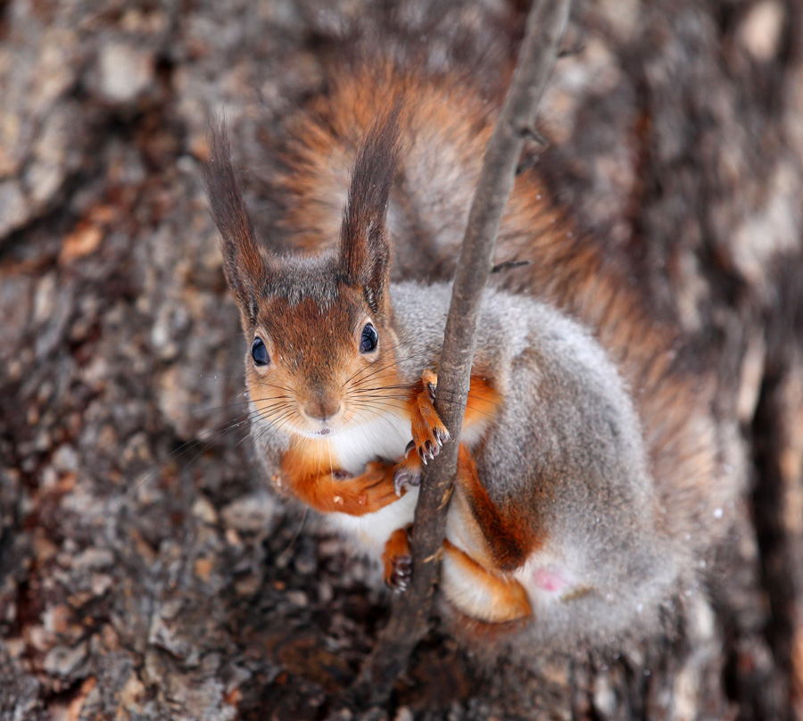 photo "***" tags: nature, squirrel, wild animals, winter, ветка, грызет орех на ветке, портрет белки, сидит