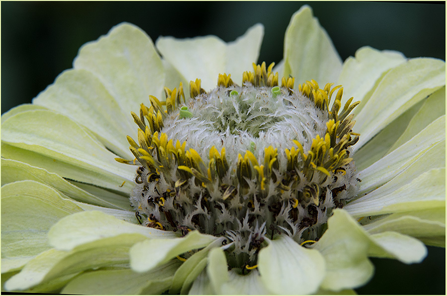 photo "***" tags: macro and close-up, nature, flowers, summer