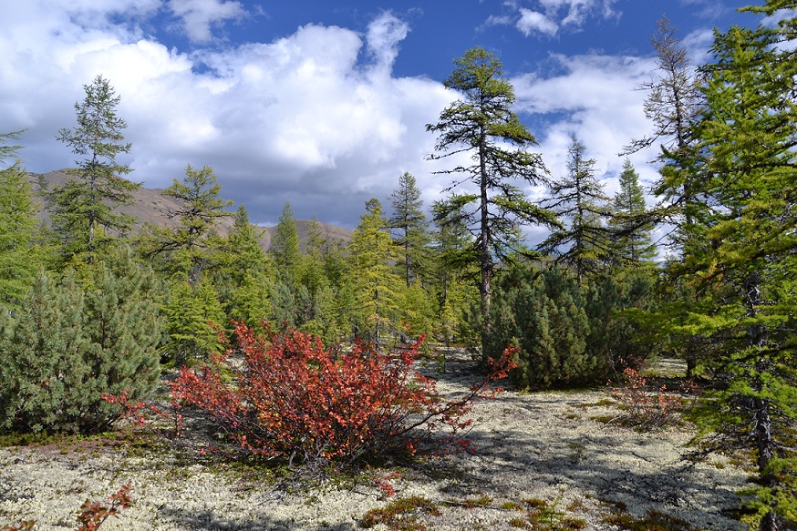 фото "Грибные места" метки: пейзаж, грибы, лес, облака, осень, тундра