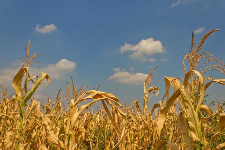 photo "***" tags: landscape, nature, clouds, field, leaf, sky, summer, злаковые, кукуруза