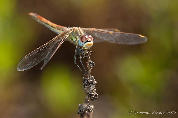 photo "***" tags: macro and close-up, 