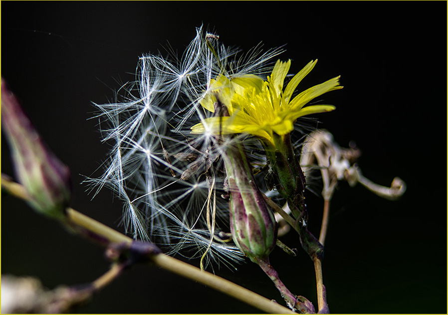 photo "***" tags: nature, macro and close-up, flowers, summer