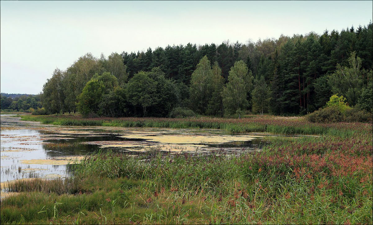 photo "The summer is over" tags: landscape, forest, lake, summer