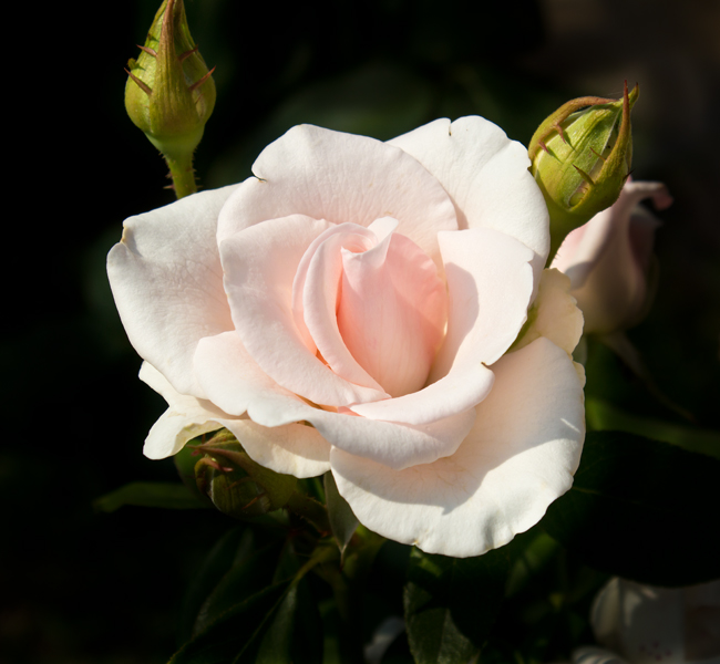 фото "Королева" метки: природа, макро и крупный план, лето, роза, цветы