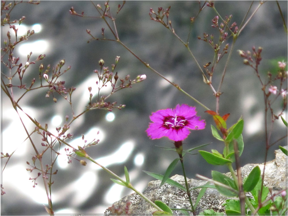 photo "***" tags: nature, flowers, summer, water