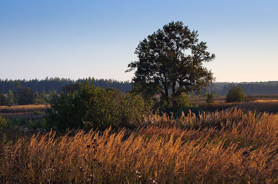photo "***" tags: landscape, grass, morning, summer, tree