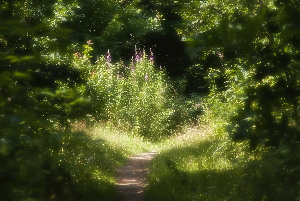 photo "Summer day in the forest" tags: landscape, flowers, forest, summer, sun, Тропинка