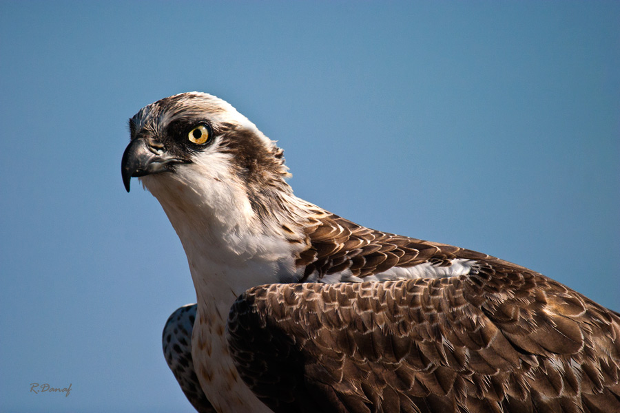 photo "Osprey" tags: nature, Africa, wild animals