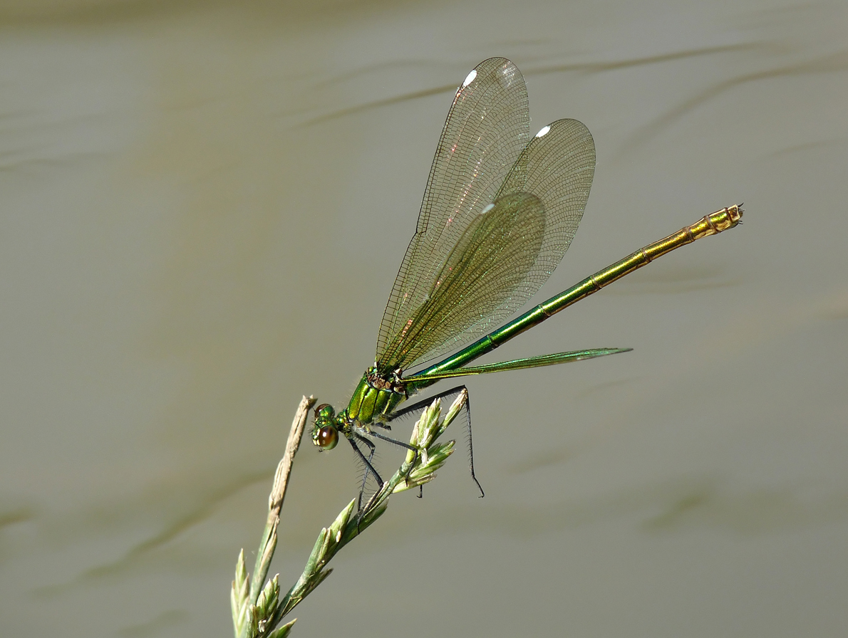 photo "***" tags: nature, insect