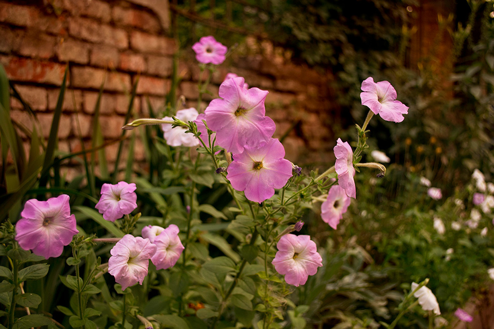 photo "Tender flowers" tags: nature, flowers