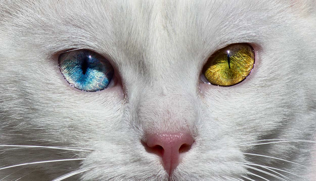 фото "Golden Eye" метки: природа, 