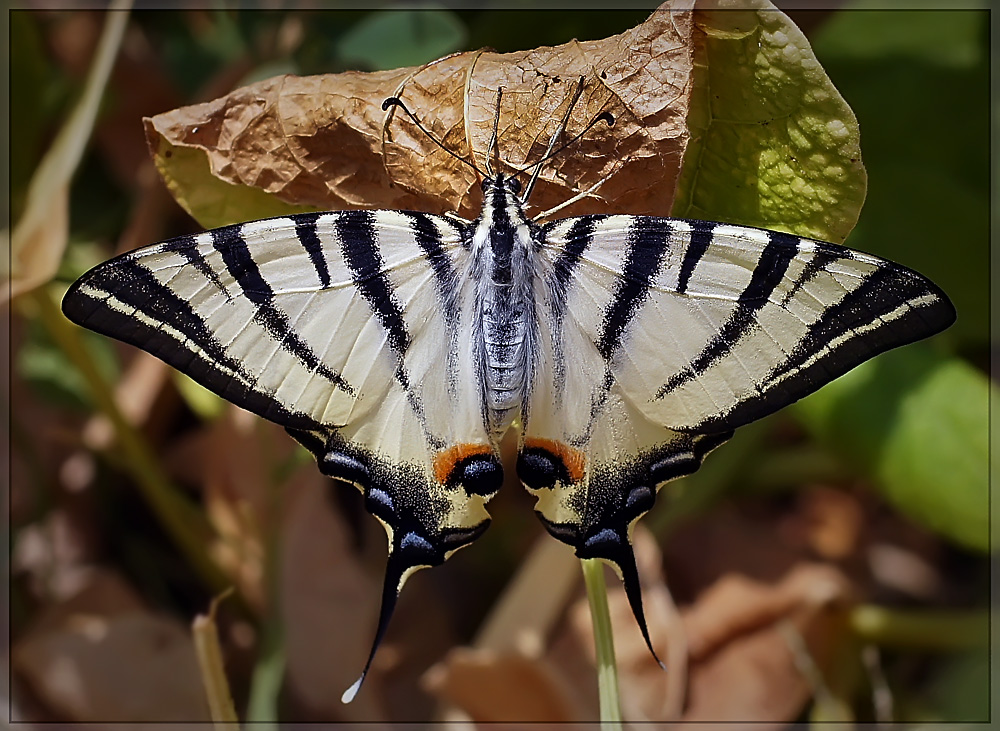 photo "Подалирий" tags: macro and close-up, nature, butterfly, insect, summer, Подалирий