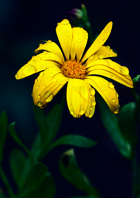 photo "***" tags: nature, flowers