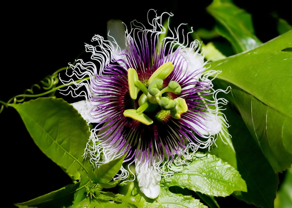 фото ""Passiflora... again..."" метки: природа, 