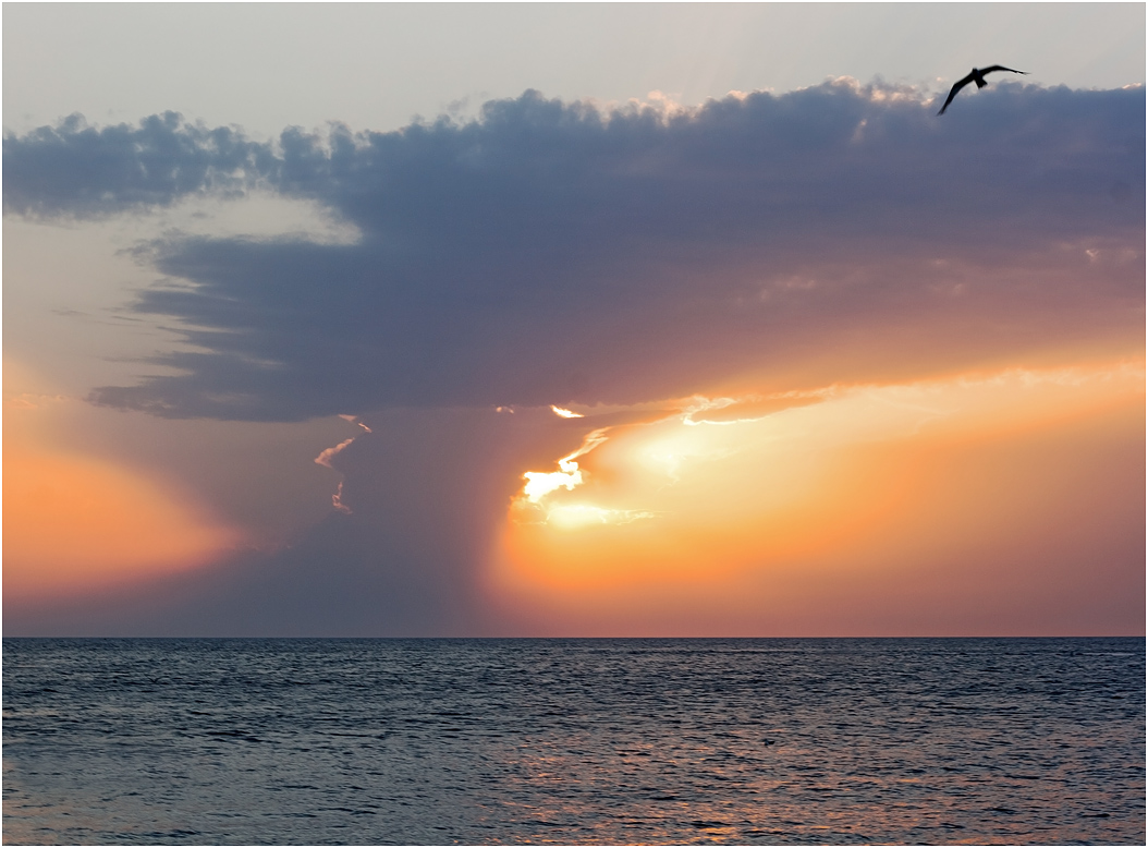 фото "Вечер на море" метки: пейзаж, Хорватия, вечер, закат, море, чайка
