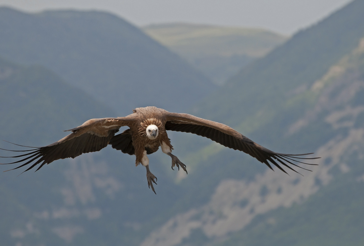 photo "***" tags: nature, flight, forest, look, mountains, wild animals, wings, Сип, размах