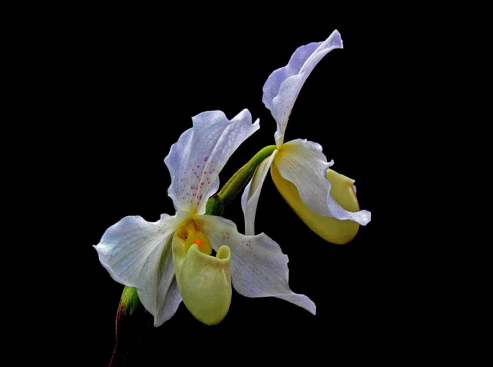 фото "Paphiopedilum Orchid" метки: природа, цветы