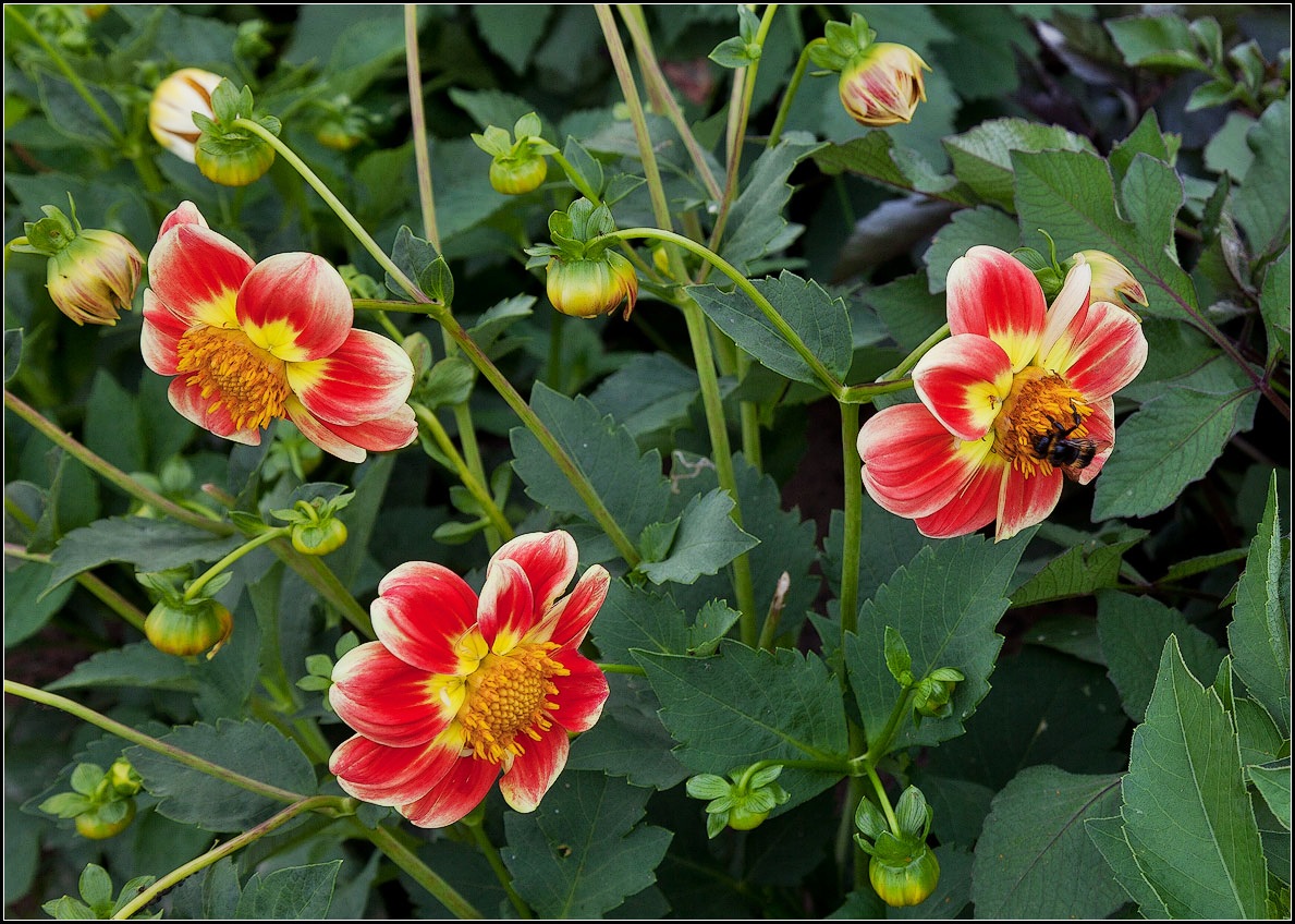 photo "last day of summer" tags: nature, 