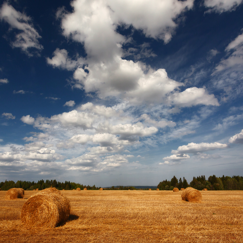 photo "***" tags: landscape, autumn, clouds, field, forest, grass, рулоны, сено