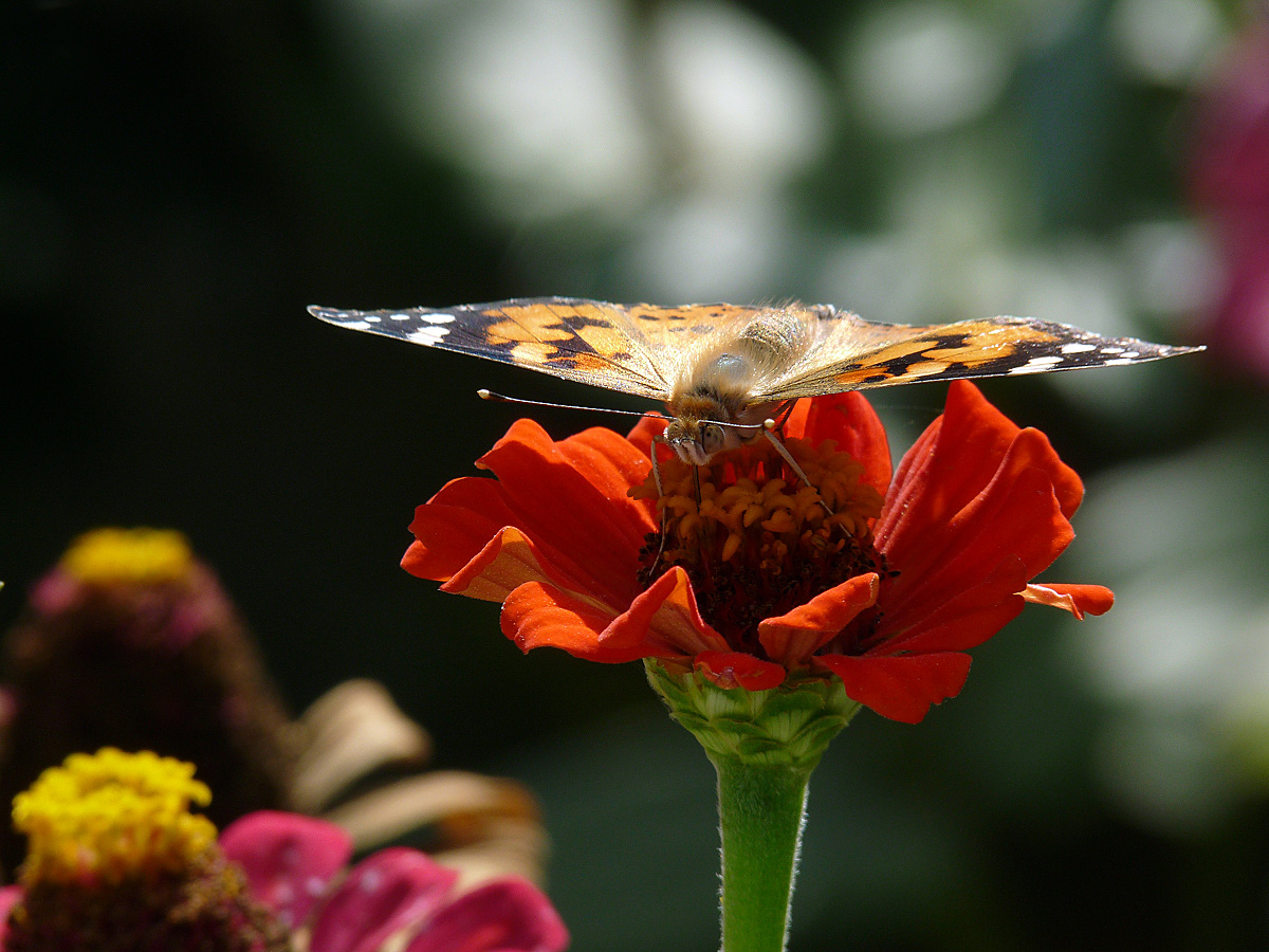 photo "***" tags: nature, insect