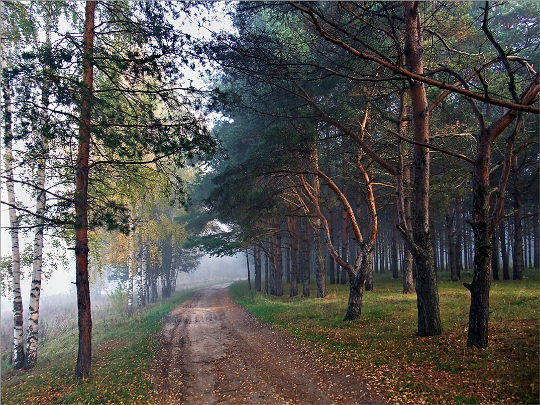 photo "***" tags: landscape, autumn, fog, forest, road